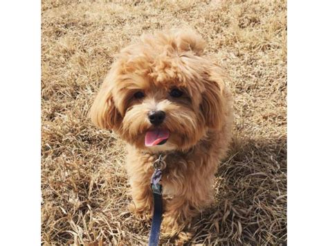 With its sweet and doting personality, it seems that the Maltese dog was born to be a pampered house pet. . Maltipoo for sale craigslist az